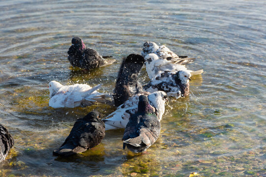 Pigeons water to bathe. A group of multicolored grays. black white pigeons splashing in the sea water. A group of urban birds are taking baths. The concept of warm days, cleanliness. Water splashes