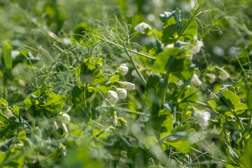 Agriculture, field of peas