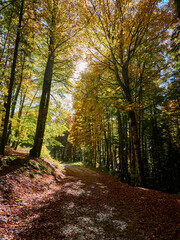 Selva de Irati en Otoño