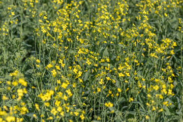 Agriculture, field of canola plants