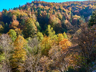 Selva de Irati en Otoño