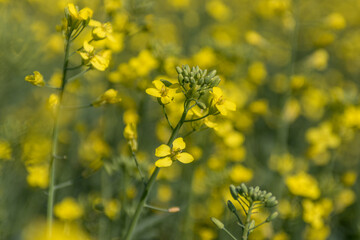 Obraz premium Yellow blossoms on rapeseed (canola) plants