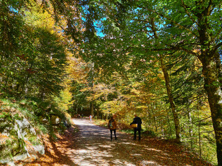 Selva de Irati en Otoño