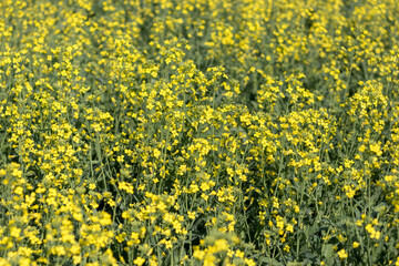 Texture of canola flowers (rapeseed)