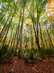 Selva de Irati en Otoño