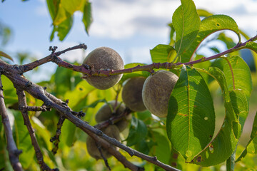 Mandeln am Mandelbaum mit Bl&auml;tter
