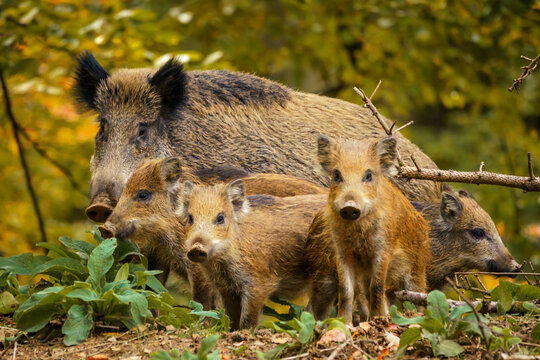 Wildsau mit vier Frischlingen im Herbst