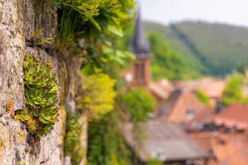 Steinblumen an der Sandsteinmauer
