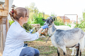 Young veterinarian woman with tablet computer examining goat on ranch background. Vet doctor check...