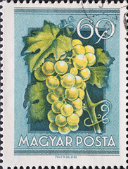 Hungary circa 1954: A post stamp printed in Hungary showing a panicle of grapes for an agricultural...