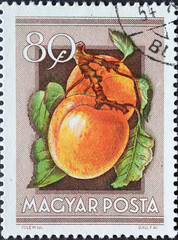 Hungary circa 1954: A post stamp printed in Hungary showing two apricots for an Agricultural...