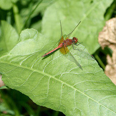 dragonfly on leaf