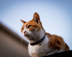 Chat doméstique.