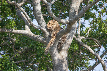 Fototapeta na wymiar Leopard lounging in a beautiful tree in Africa