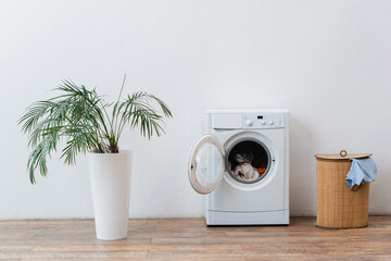 open washing machine with clothes, laundry basket and green plant near white wall.