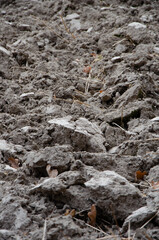 Excavated chest of earth with fallen leaves on the field. The end of the harvest season. Dry buried...