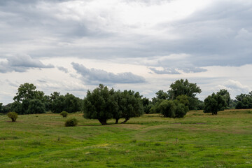 Fototapeta na wymiar meadow landscape with trees, Hansestadt Werben (Elbe), Germany