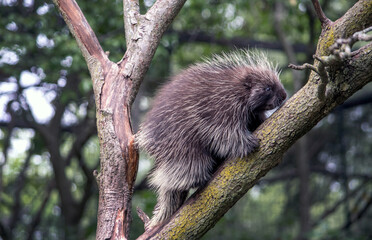 porcupine , a well known tree climber, is out on a limb