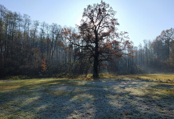 Fototapeta premium Frost on grass. Oak tree on frosty meadow by rising sun.