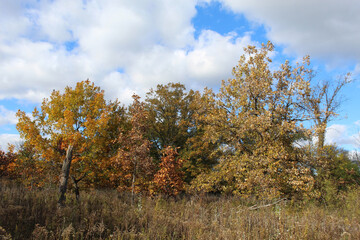 Fototapeta premium Fall colors with blue sky and clouds and clouds at Wayside Woods in Morton Grove, Illinois