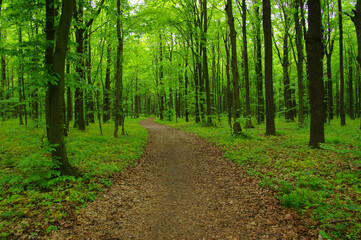 green forest in spring