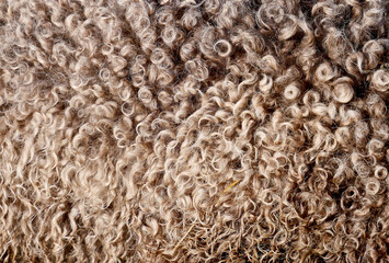 The fur of a dog of the lagotto romagnolo breed