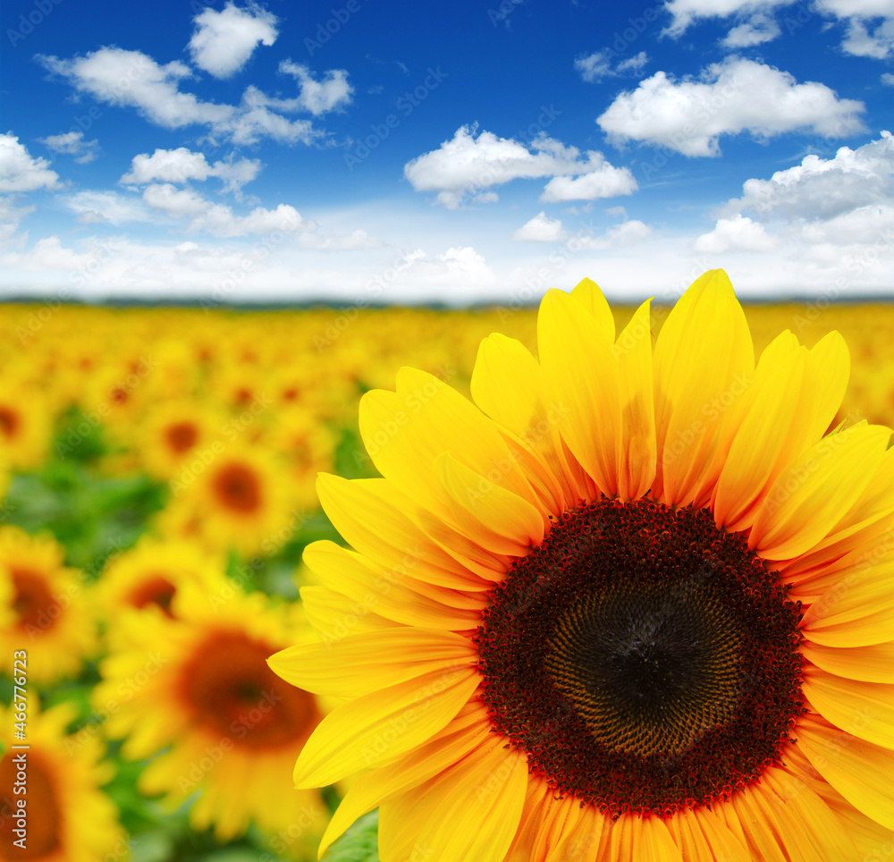 Poster field of blooming sunflowers