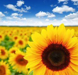 Fototapeta premium field of blooming sunflowers