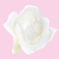 Elegant White Rose Isolated on Soft Pink Background. Realistic Beautiful Flower.