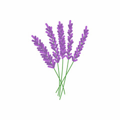 Hand drawn lavender tea herb Illustration