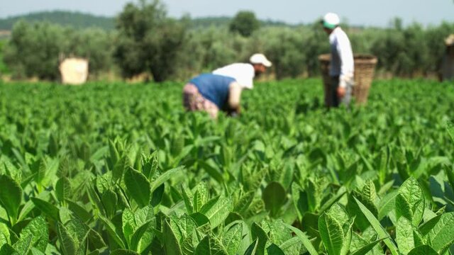 Tobacco gatering villagers