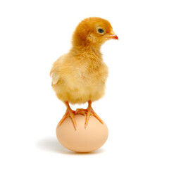 chick and egg isolated on a white