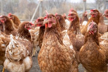 Red chickens. Selective focus. Blurred background.