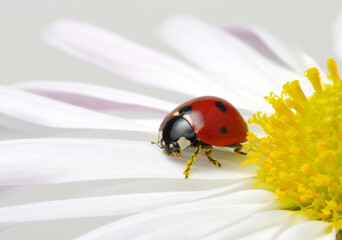 Obraz premium Ladybug on a flower
