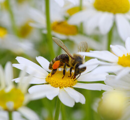  bee with her pollen basket full