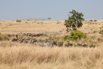 Incredible herds of wildebeests during the Great Migration in the famous Masai Mara Game Reserve in Kenya, Nairobi. We were surrounded by tens of thousands of Zebra and wildebeest on safari.
