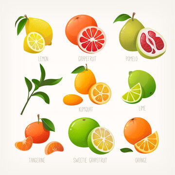 Collection of colourful illustrations of citrus fruit. Whole fruit with a slice. Common organic products at winter markets. Isolated vector images with names . 