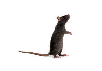 Rat close-up isolated on white background
