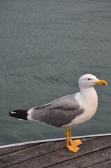 seagull on the pier