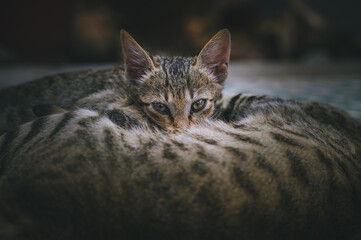 portrait of a cat with mother cat
