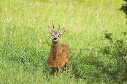 roe deer in the forest.