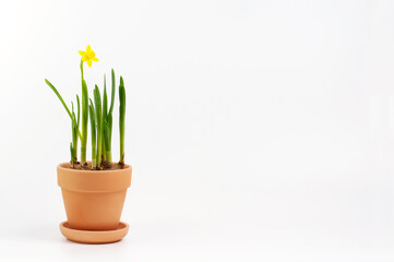 blooming daffodil in a clay pot on a white background