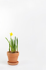 blooming daffodil in a clay pot on a white background