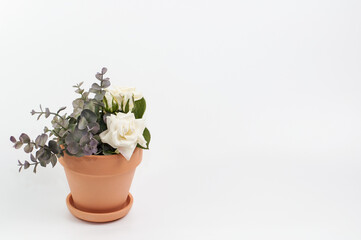 Fototapeta na wymiar white rose and eucalyptus flower in a clay pot on a white background