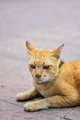 Portrait of ginger yellow cat sitting on the road