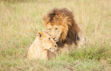 Obraz na płótnie Canvas Mating lions snarling and tenderness in the wilds of the Masai Mara in Kenya