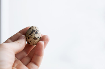 Quail egg in hand on white background