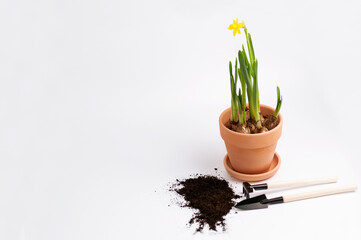 ground for planting flowers, a clay pot with a live daffodil and a wooden rake and shovel on a white background