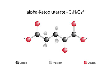 Molecular formula of alpha-ketoglutarate. Alpha-ketoglutarate is an oxo dicarboxylate obtained by deprotonation of two carboxy groups.