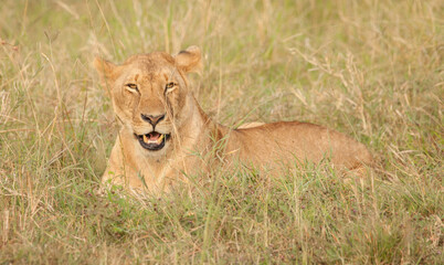 Smiling lion in the grass on safari in Africa